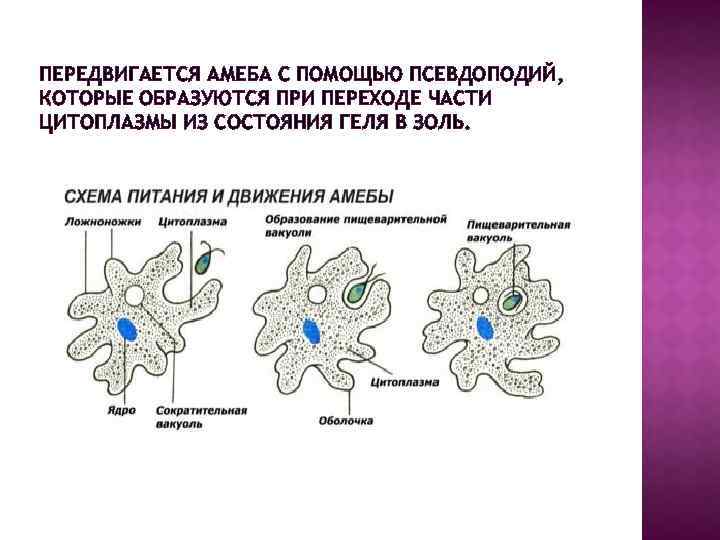 Процесс в ходе которого. Амёба обыкновенная переджвижение. Этапы питания амебы. Схема питания амебы. Питание амебы обыкновенной.