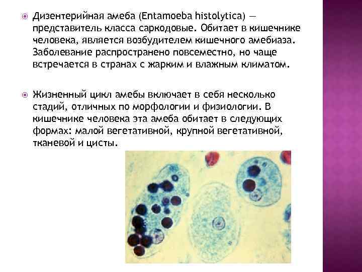 Дизентерийная амеба морфология