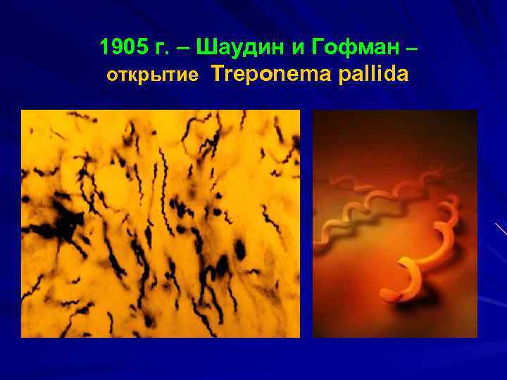 1905 г. – Шаудин и Гофман – открытие Treponema pallida 
