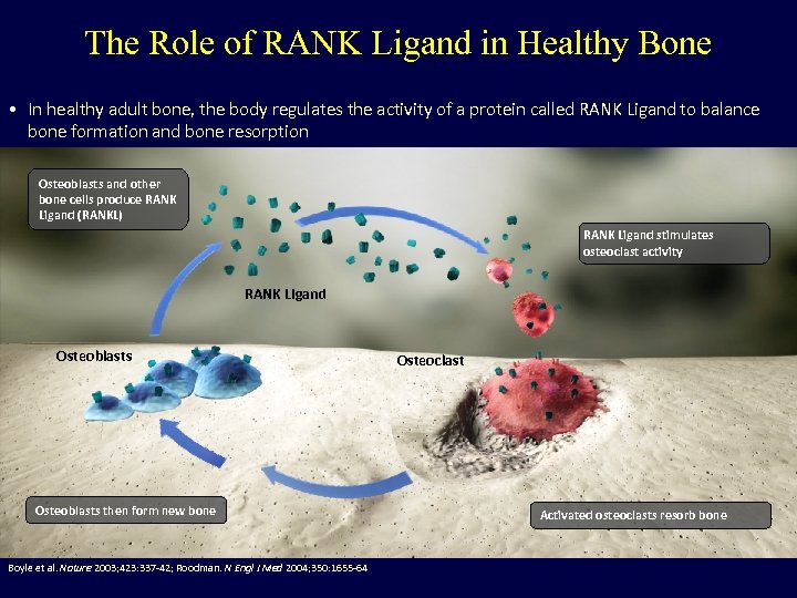 The Role of RANK Ligand in Healthy Bone • In healthy adult bone, the