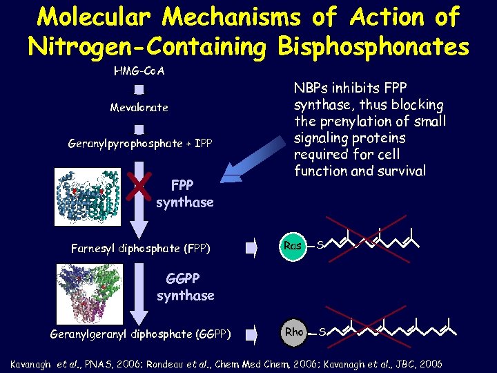 Molecular Mechanisms of Action of Nitrogen-Containing Bisphonates HMG-Co. A Mevalonate Geranylpyrophosphate + IPP X