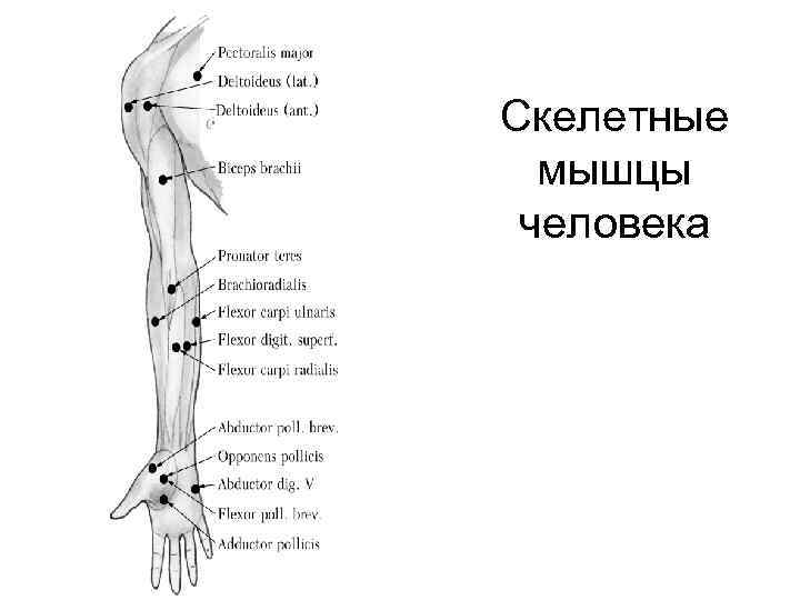 Скелетные мышцы человека 