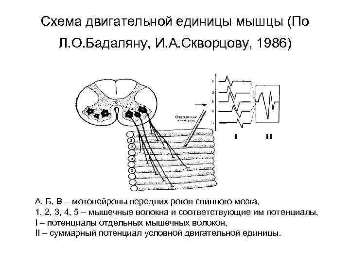 Схема двигательная единица