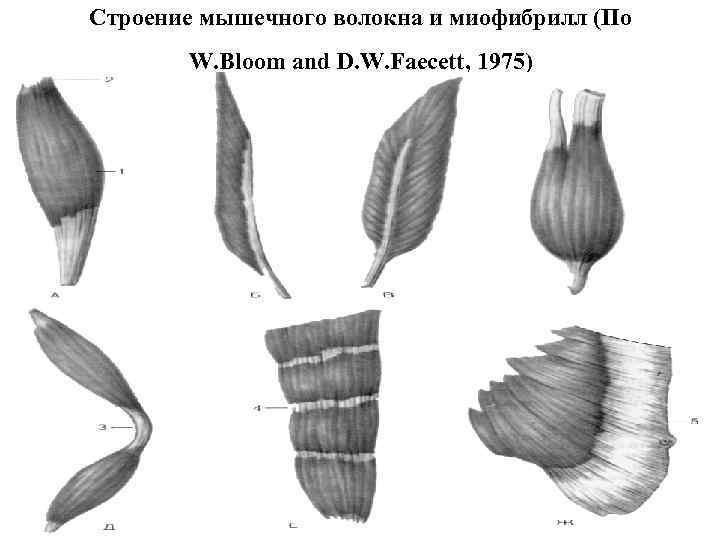 Строение мышечного волокна и миофибрилл (По W. Bloom and D. W. Faecett, 1975) 