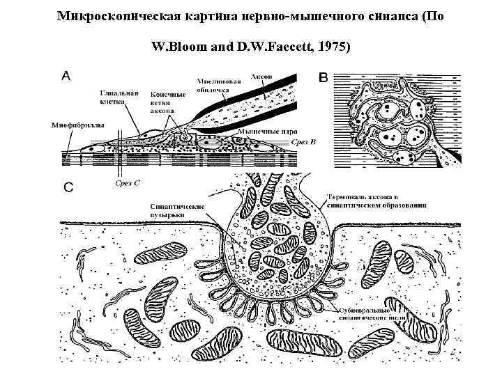 Микроскопическая картина нервно-мышечного синапса (По W. Bloom and D. W. Faecett, 1975) 