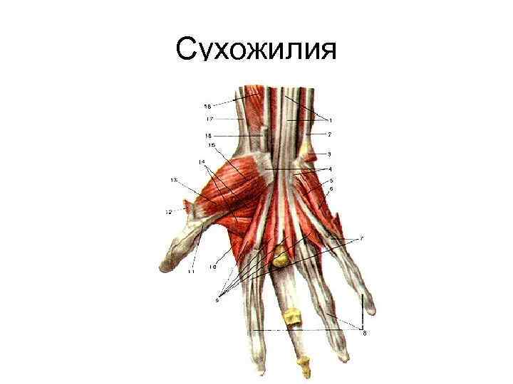 Сухожилия 