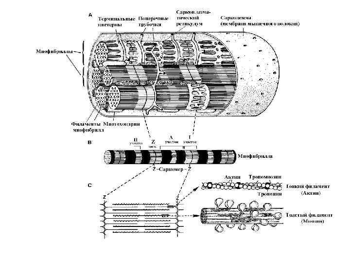 Каким номером на рисунке обозначена миофибрилла. Мышечные волокна миофибрилла схема. Строение миофибриллы мышечного волокна. Структура мышечного волокна схема. Строение мышцы миофибриллы.