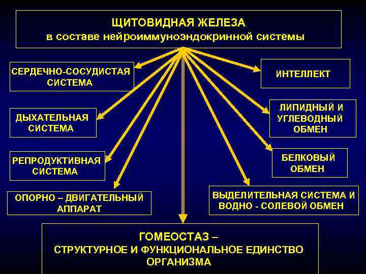 ЩИТОВИДНАЯ ЖЕЛЕЗА в составе нейроиммуноэндокринной системы СЕРДЕЧНО-СОСУДИСТАЯ СИСТЕМА ИНТЕЛЛЕКТ ЛИПИДНЫЙ И УГЛЕВОДНЫЙ ОБМЕН ДЫХАТЕЛЬНАЯ