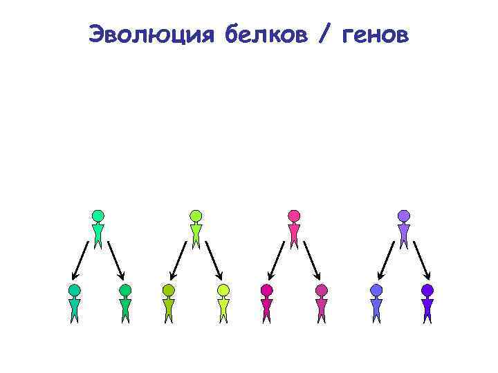 Эволюция белков / генов 