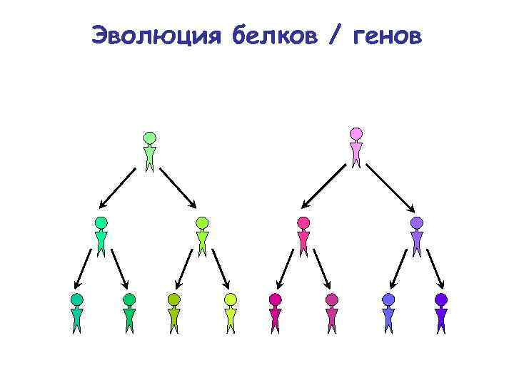 Эволюция белков / генов 