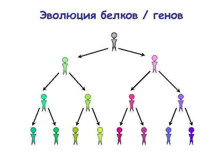 Эволюция белков / генов 
