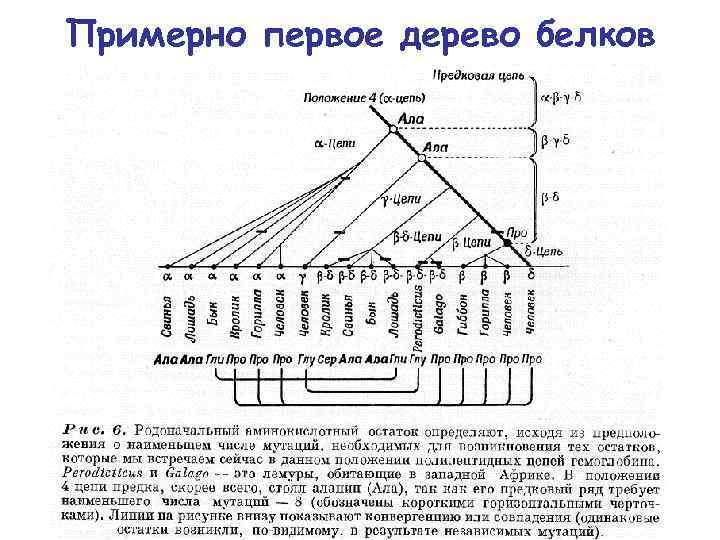 Примерно первое дерево белков 