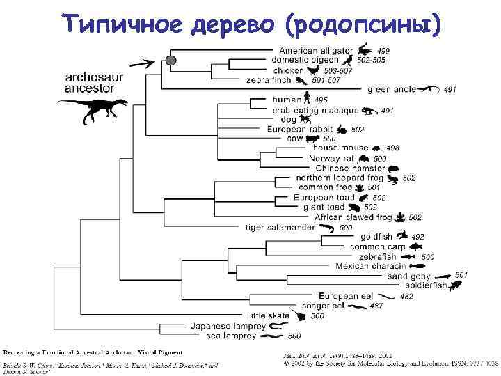 Типичное дерево (родопсины) 