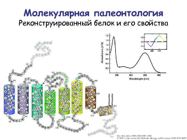 Молекулярная палеонтология Реконструированный белок и его свойства 