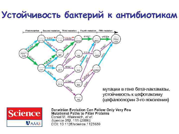 Устойчивость бактерий к антибиотикам мутации в гене бета-лактамазы, устойчивость к цефотаксиму (цефалоспорин 3 -го