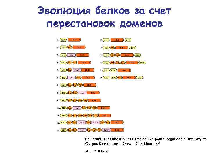 Эволюция белков за счет перестановок доменов 