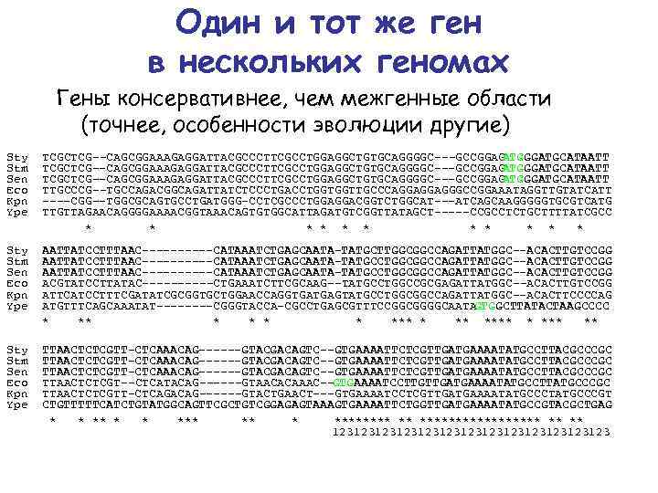 Один и тот же ген в нескольких геномах Гены консервативнее, чем межгенные области (точнее,