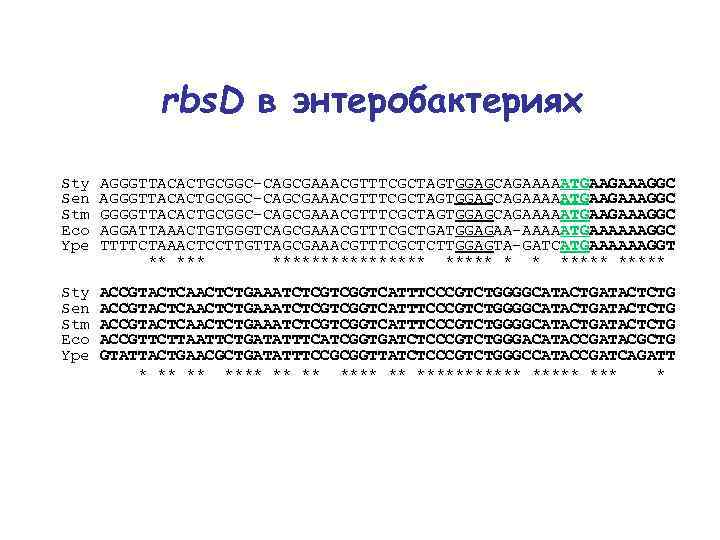 rbs. D в энтеробактериях Sty AGGGTTACACTGCGGC-CAGCGAAACGTTTCGCTAGTGGAGCAGAAAAATGAAGAAAGGC Sen AGGGTTACACTGCGGC-CAGCGAAACGTTTCGCTAGTGGAGCAGAAAAATGAAGAAAGGC Stm GGGGTTACACTGCGGC-CAGCGAAACGTTTCGCTAGTGGAGCAGAAAAATGAAGAAAGGC Eco AGGATTAAACTGTGGGTCAGCGAAACGTTTCGCTGATGGAGAA-AAAAATGAAAAAAGGC Ype TTTTCTAAACTCCTTGTTAGCGAAACGTTTCGCTCTTGGAGTA-GATCATGAAAAAAGGT