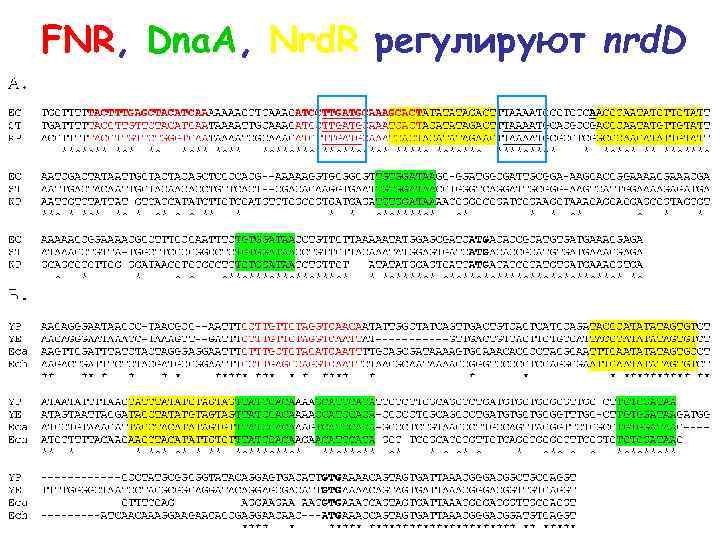FNR, Dna. A, Nrd. R регулируют nrd. D 