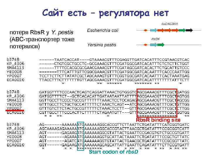 Сайт есть – регулятора нет потеря Rbs. R у Y. pestis (ABC-транспортер тоже потерялся)