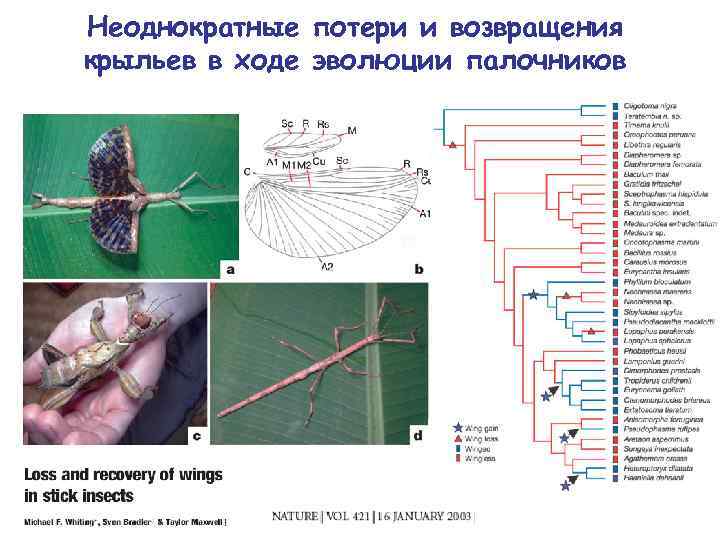Неоднократные потери и возвращения крыльев в ходе эволюции палочников 