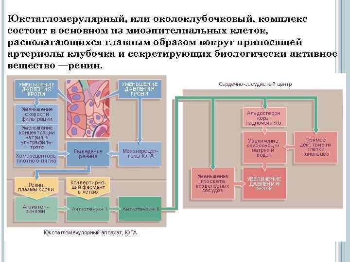 Юкстагломерулярный, или околоклубочковый, комплекс состоит в основном из миоэпителиальных клеток, располагающихся главным образом вокруг