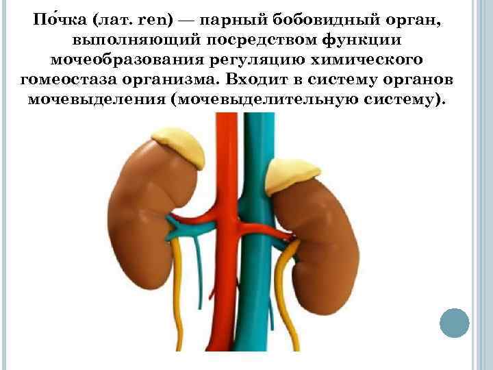 По чка (лат. ren) — парный бобовидный орган, выполняющий посредством функции мочеобразования регуляцию химического