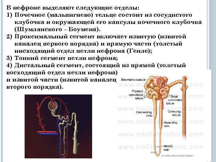 Почечное тельце состоит из. Отделы нефрона почечный клубочек. Почечное тельце нефрона состоит. Нефрон состоит из капсулы Шумлянского-Боумена. Проксимальный отдел нефрона.