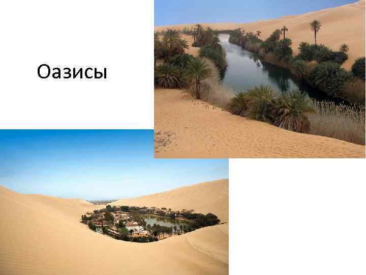 Оазисы 