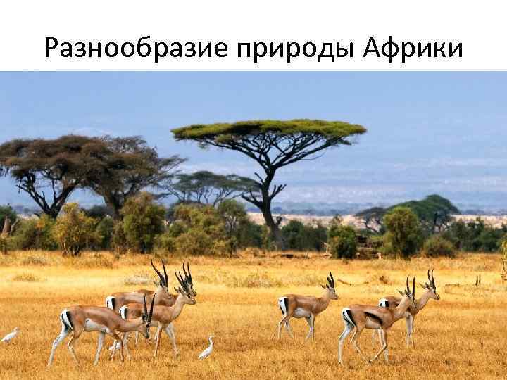 Разнообразие природы Африки 