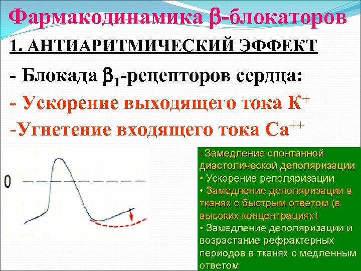Фармакодинамика -блокаторов 1. АНТИАРИТМИЧЕСКИЙ ЭФФЕКТ - Блокада 1 -рецепторов сердца: - Ускорение выходящего тока