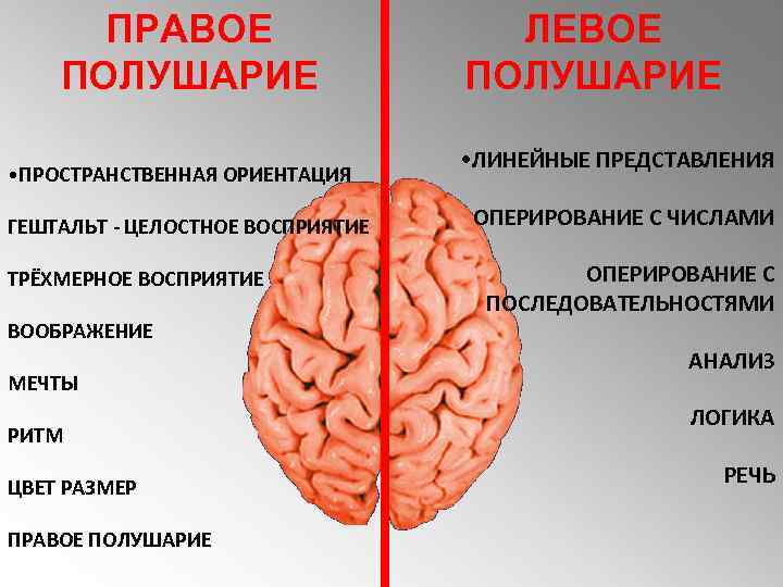 Правое полушарие. Мозг человека левое и правое полушарие. Поражение правого полушария мозга