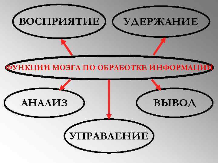 ВОСПРИЯТИЕ УДЕРЖАНИЕ ФУНКЦИИ МОЗГА ПО ОБРАБОТКЕ ИНФОРМАЦИИ АНАЛИЗ ВЫВОД УПРАВЛЕНИЕ 
