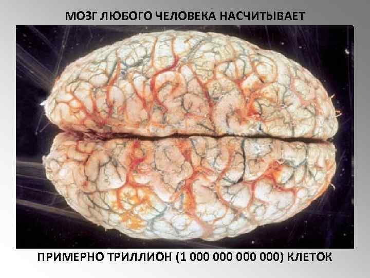 МОЗГ ЛЮБОГО ЧЕЛОВЕКА НАСЧИТЫВАЕТ ПРИМЕРНО ТРИЛЛИОН (1 000 000) КЛЕТОК 