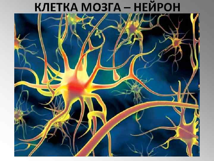 КЛЕТКА МОЗГА – НЕЙРОН 
