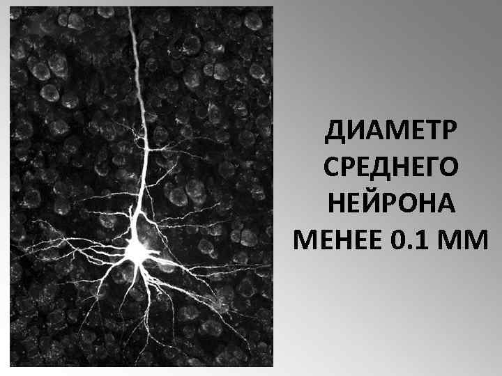 ДИАМЕТР СРЕДНЕГО НЕЙРОНА МЕНЕЕ 0. 1 ММ 