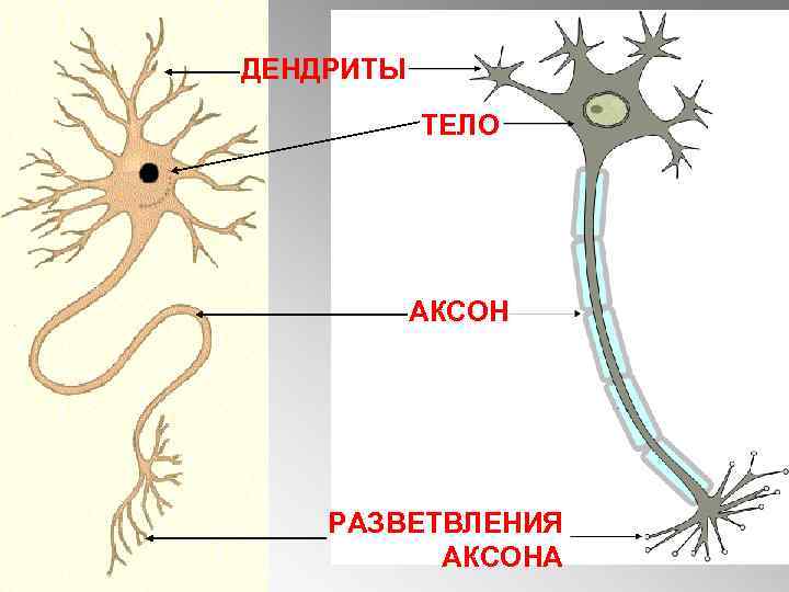 ДЕНДРИТЫ ТЕЛО АКСОН РАЗВЕТВЛЕНИЯ АКСОНА 