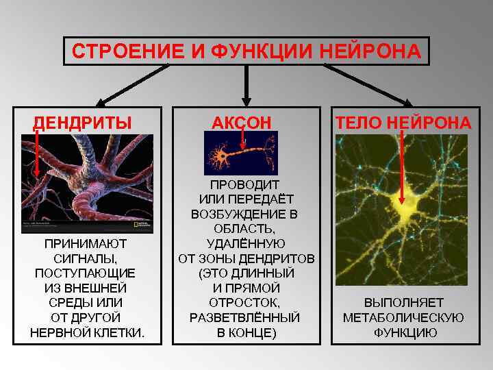 СТРОЕНИЕ И ФУНКЦИИ НЕЙРОНА ДЕНДРИТЫ ПРИНИМАЮТ СИГНАЛЫ, ПОСТУПАЮЩИЕ ИЗ ВНЕШНЕЙ СРЕДЫ ИЛИ ОТ ДРУГОЙ