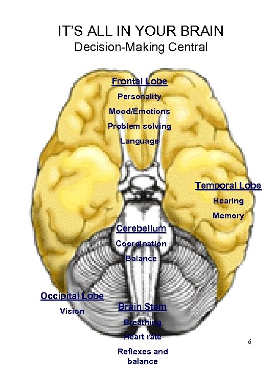 IT’S ALL IN YOUR BRAIN Decision-Making Central Frontal Lobe Personality Mood/Emotions Problem solving Language
