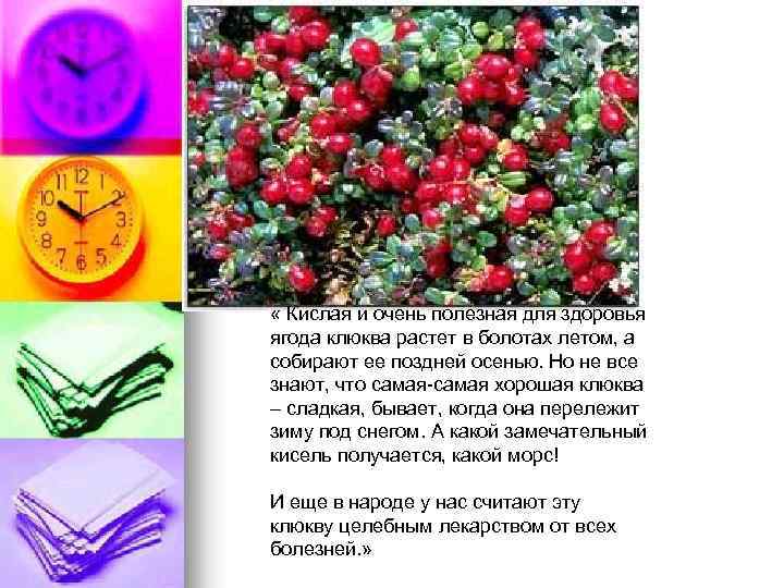 . « Кислая и очень полезная для здоровья ягода клюква растет в болотах летом,