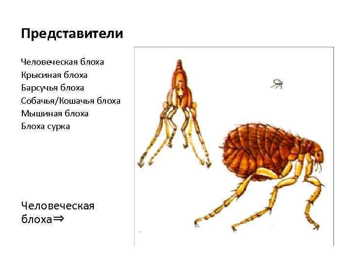 Представители Человеческая блоха Крысиная блоха Барсучья блоха Собачья/Кошачья блоха Мышиная блоха Блоха сурка Человеческая