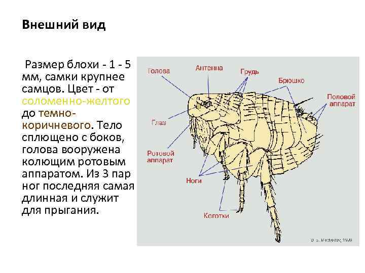 Внешний вид Размер блохи - 1 - 5 мм, самки крупнее самцов. Цвет -