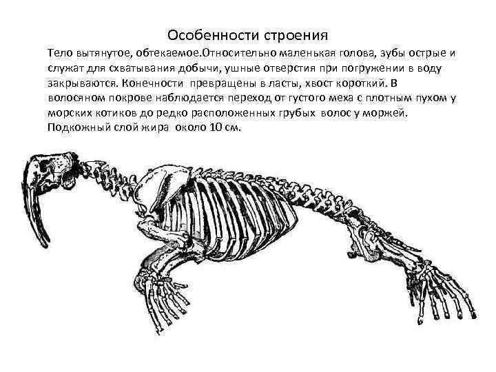 Особенности внутреннего скелета. Строение ластоногих скелет. Ластоногие строение тела. Внутренне строение ластоногих. Морж строение тела.