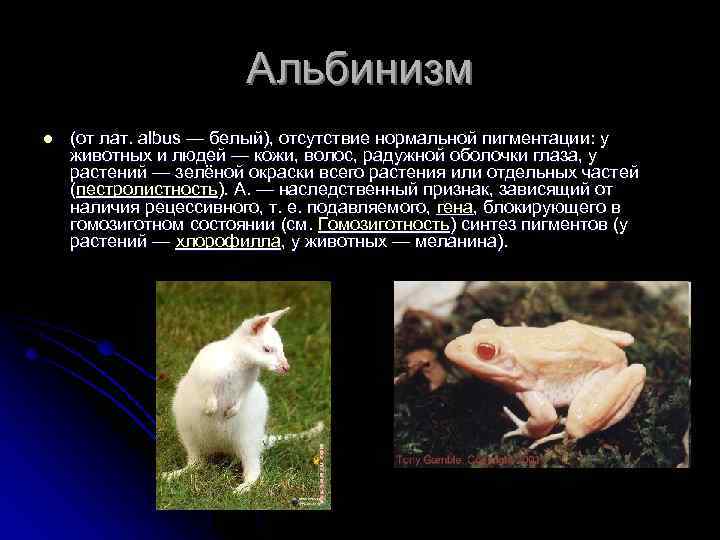 Альбинизм l (от лат. albus — белый), отсутствие нормальной пигментации: у животных и людей