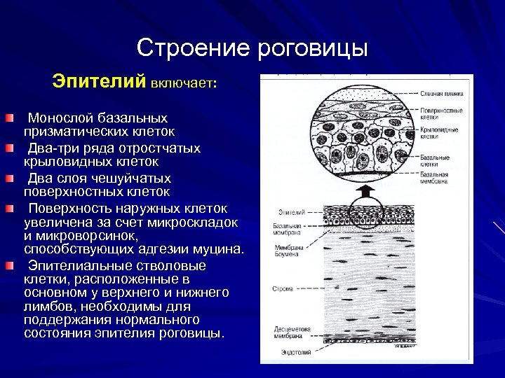 Строение роговицы Эпителий включает: Монослой базальных призматических клеток Два-три ряда отростчатых крыловидных клеток Два