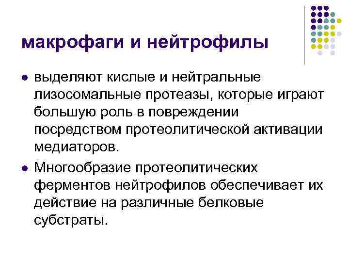 макрофаги и нейтрофилы l l выделяют кислые и нейтральные лизосомальные протеазы, которые играют большую