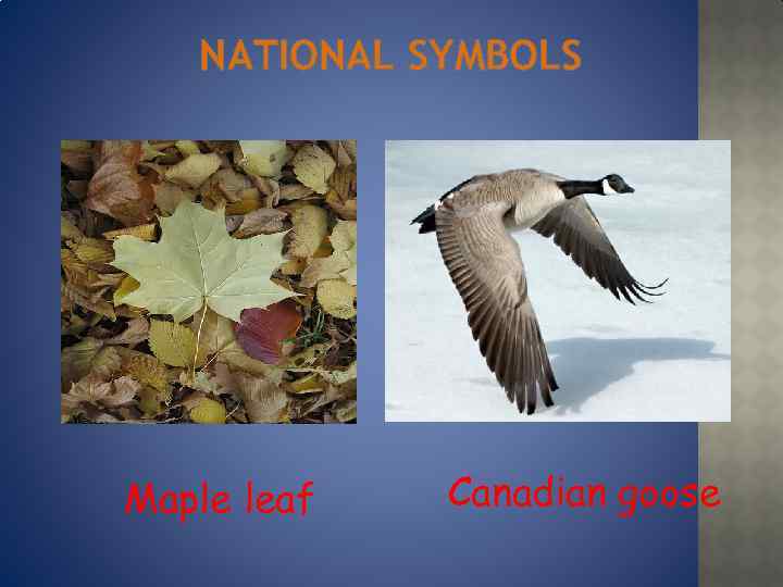 NATIONAL SYMBOLS Maple leaf Canadian goose 