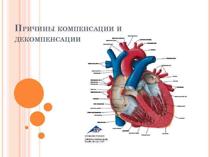 Блок схема пороки сердца