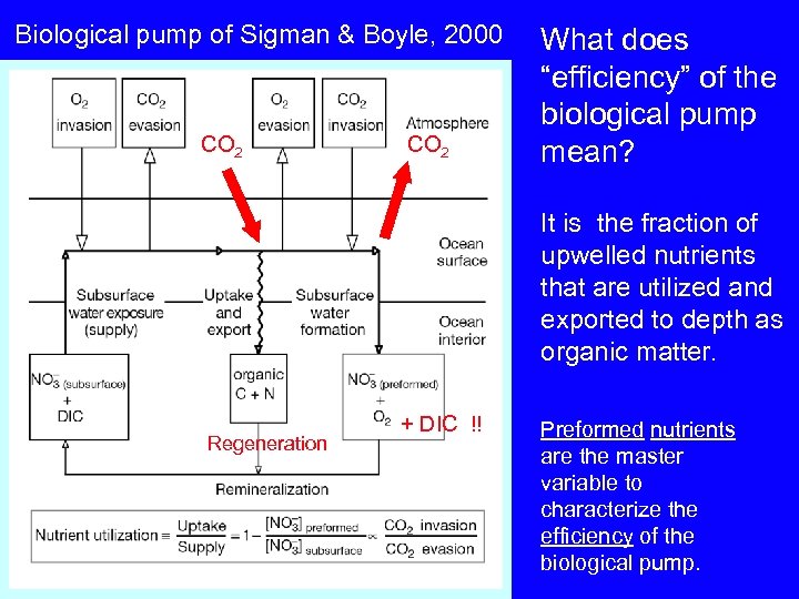 Biological pump of Sigman & Boyle, 2000 CO 2 What does “efficiency” of the