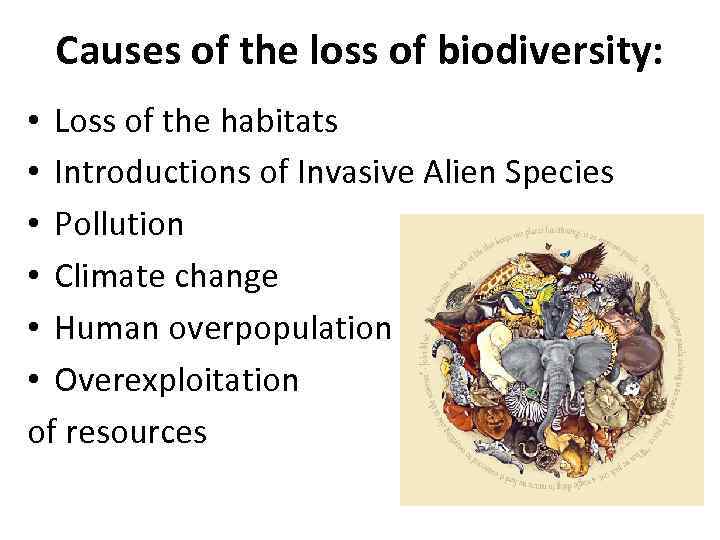 Causes of the loss of biodiversity: • Loss of the habitats • Introductions of